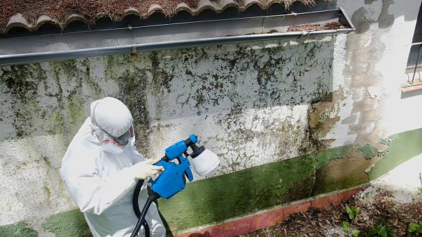 Top rated local Black Mold Remediation specialists in Mifflin, PA